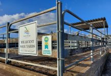 New research reveals social value of saleyards