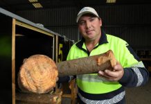 Controlling Sirex wasps