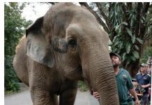 Tricia the elephant passes away