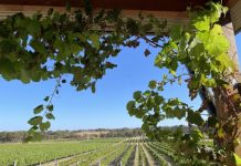 Coonawarra wine on show