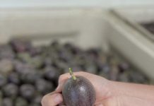 Hort Innovation goes global for variety development