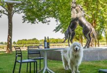 Author dog visits Coonawarra wineries