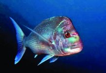 Be aware of snapper rules