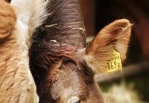 Research investigating ways to put methane reducing technology into the paddock