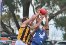 Eagles fall to mighty Tigers