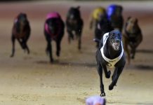 Greyhound industry reform inspector appointed