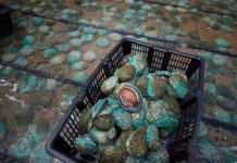 Abalone virus detection sees restriction zone extended
