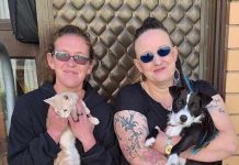 A helping paw for pet owners