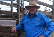 Hope for lamb prices