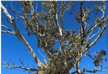 Trees on chopping block