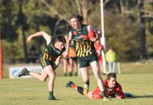 Mozzies turn it on in third term