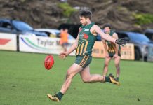 Mozzies at their best