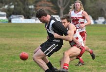 Roosters stamp their authority on contest