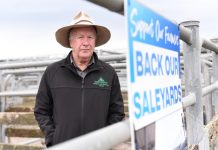 Saleyard stock increase