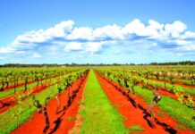 Help for red wine grape growers