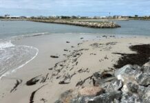 Council forced to close Cape Jaffa Marina