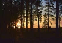 Forests showcased in photo comp