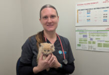 Vet offers discounted microchips