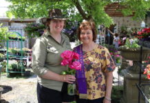 Rose bloom a cut above the rest