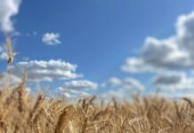 Crop performance boosted by improved farming practices during drought conditions