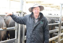 Pre-election fight for saleyard begins