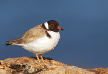 Funding given to support beach birds