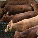 cattle_446676_01