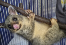 State Budget provides critical wildlife rescue funds