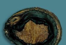 Man charged after abalone catch