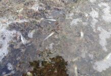 Coorong crisis deepens