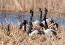 Grant for grassroot programs