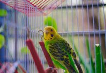 Celebrating all things budgies