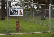 Temporary dog exercise area installed