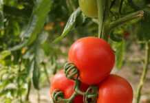 South Australia free from tomato virus