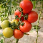 Tomato_492442_02
