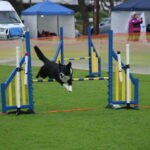 MGdogtrial_514860_02