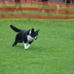 MGdogtrial_514860_03