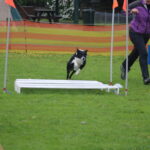 MGdogtrial_514860_04