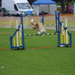 MGdogtrial_514860_05