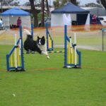 MGdogtrial_514860_06