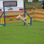 MGdogtrial_514860_07