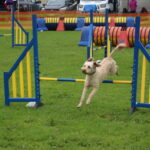 MGdogtrial_514860_08