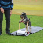 MGdogtrial_514860_09