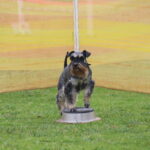 MGdogtrial_514860_10