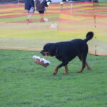 MGdogtrial_514860_12