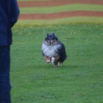 MGdogtrial_514860_13