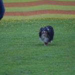 MGdogtrial_514860_14