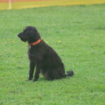 MGdogtrial_514860_17