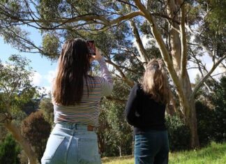 Koala count calls volunteers
