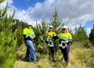Free trees to giveaway